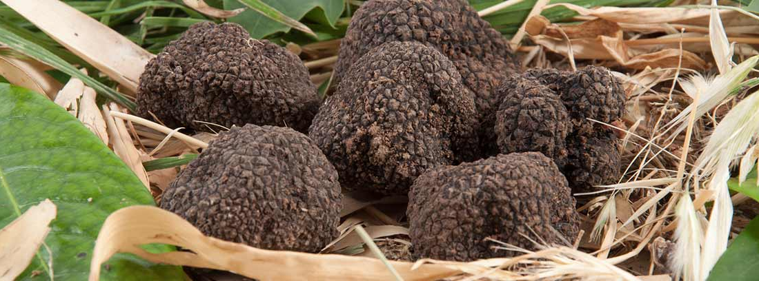 Cultivar Trufas De Manera Artificial CanalHOGAR