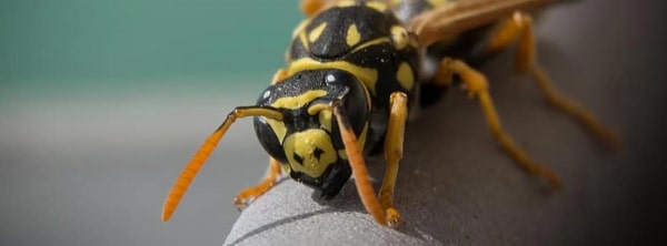 Cómo Quitar Un Avispero De Manera Sencilla -blogs MAPFRE