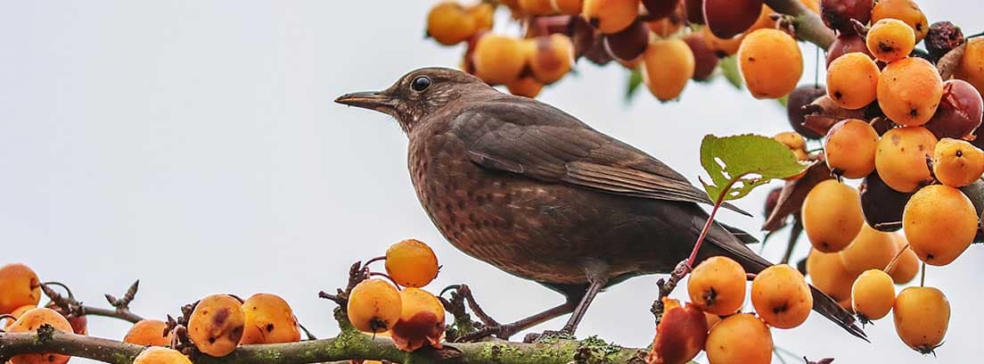 Cómo ahuyentar a los pájaros y proteger tu cosecha de frutas -canalHOGAR