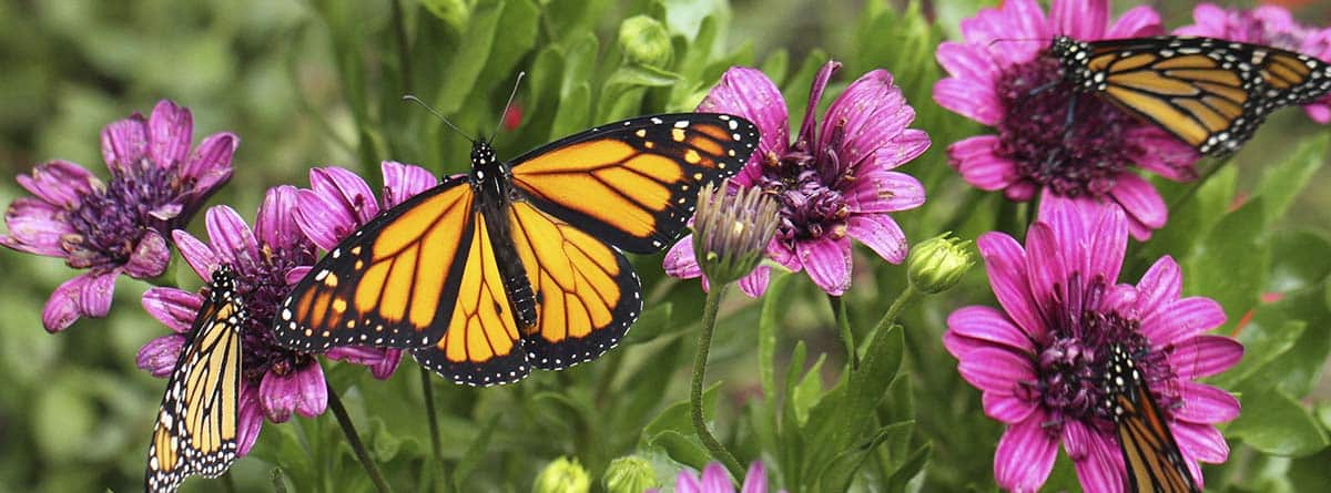 Plantas que atraen mariposas –canalHOGAR