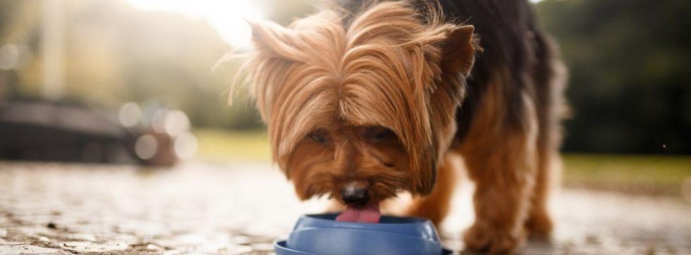 Síntomas De Deshidratación En Perros Canalhogar