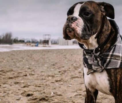 es malo poner a un perro en una cinta de correr