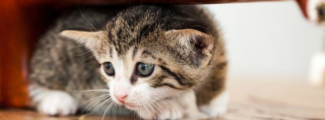 Repelentes caseros para ahuyentar gatos –canalHOGAR