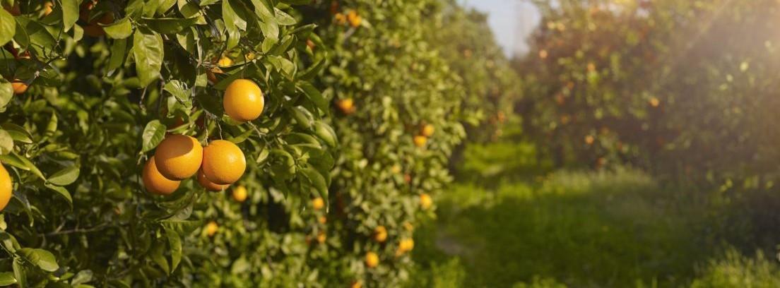 Cómo cuidar árboles frutales en tu jardín - canalHOGAR