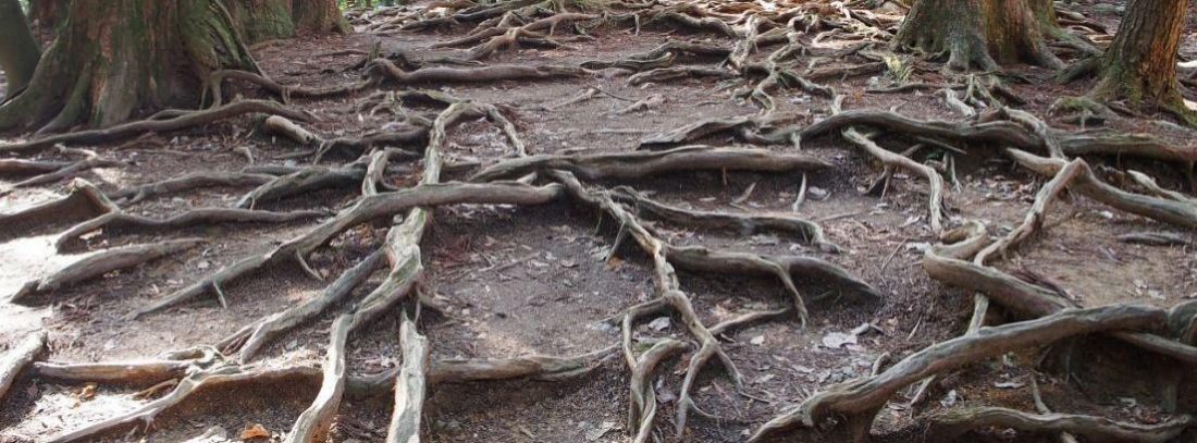 Cómo evitar que las raíces de un árbol sigan creciendo - canalHOGAR