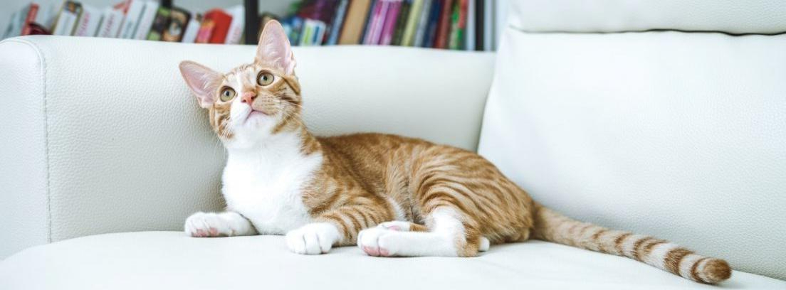 Cómo evitar que tu gato arañe muebles y cortinas - canalHOGAR