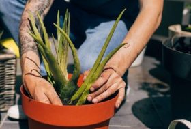 Trasplantar aloe vera