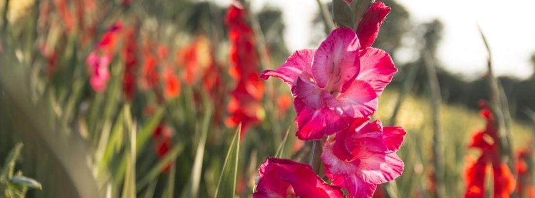 El gladiolo, la flor esplendorosa del verano - canalHOGAR