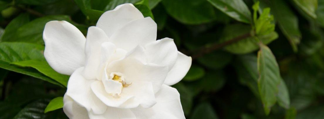 Las gardenias: detalles y cuidados -canalHOGAR