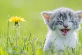 cachorro y los gastos de un gato en su primer año