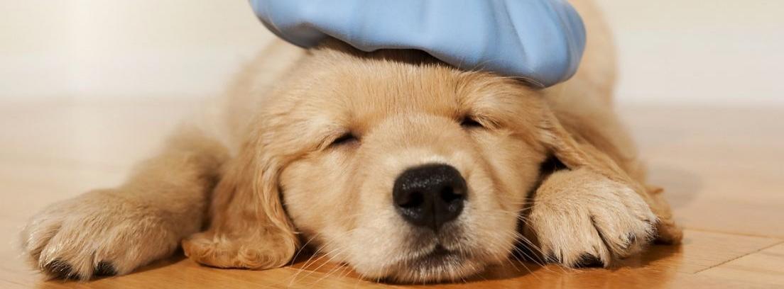 Perro blanco con orejas marrones y ojos cerrados sobre una cama