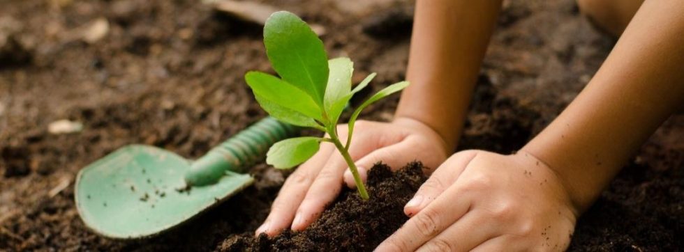 Tipos Y Usos De Fertilizantes Para Plantas -canalHOGAR