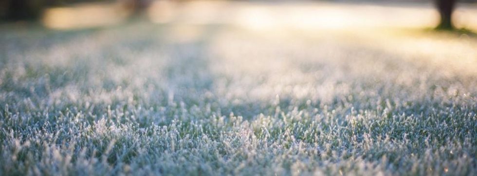 Cómo Cuidar El Césped En Invierno Canalhogar 