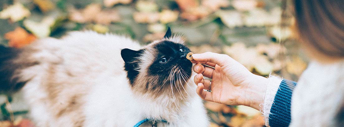 10 alimentos prohibidos para los gatos -canalHOGAR