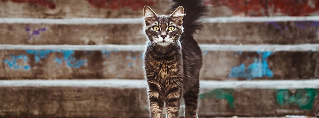 ahuyentador de gatos exterior – Compra ahuyentador de gatos