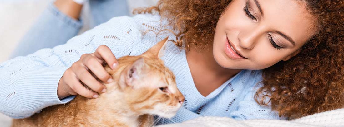 Enfermedades De La Piel Y Del Pelo Del Gato Canalhogar