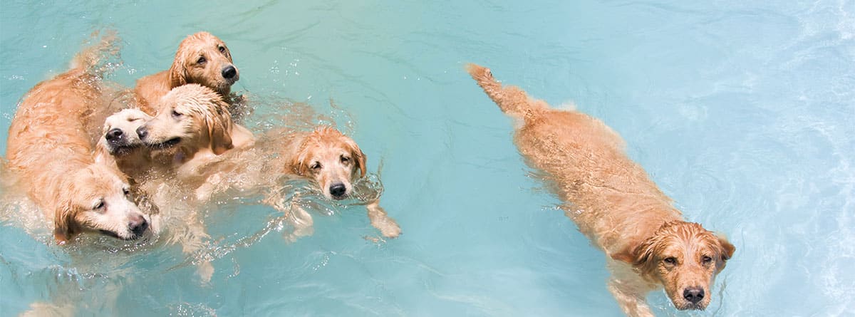 Piscinas y parques acuáticos para perros - Turismo Canino