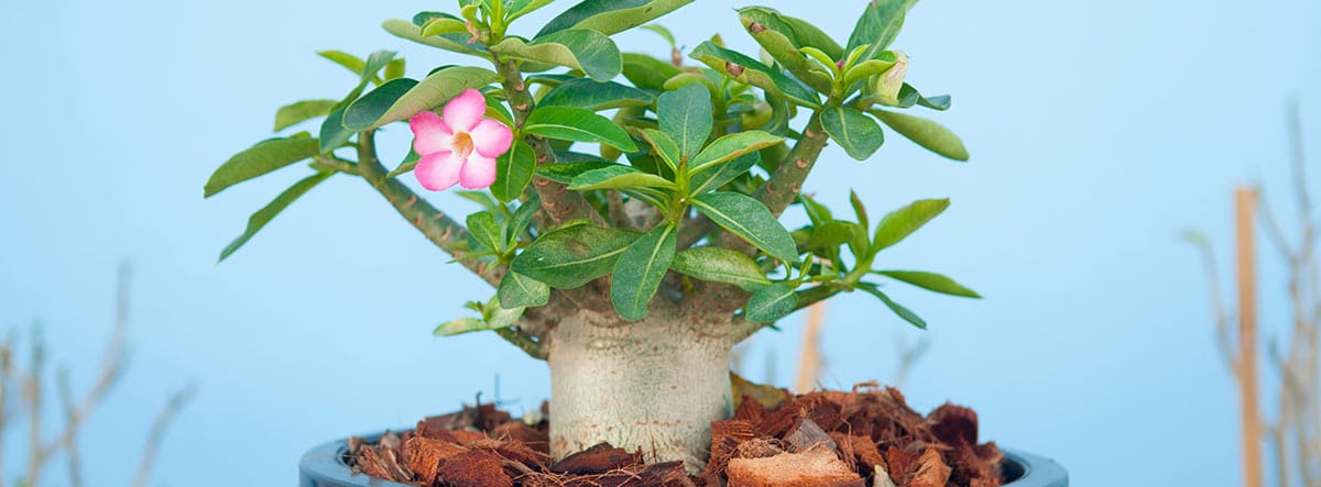 progresivo fertilizante subtítulo Rosa del desierto: poda, riego, sustratos y más –canalHOGAR