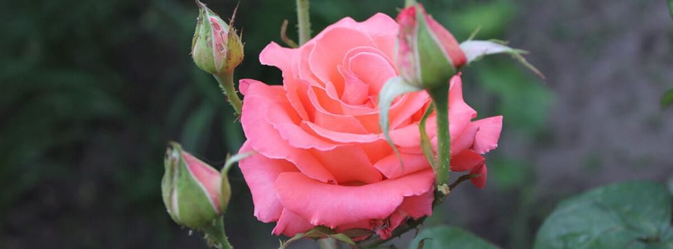 Cómo Plantar Rosales En El Jardín –canalhogar