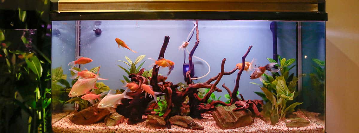 acuario pequeño con peces y plantas de colores