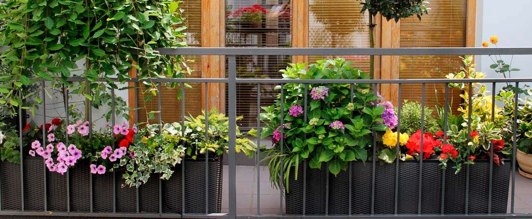 Cuidar plantas y jardines como un profesional - canalHOGAR