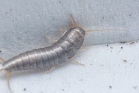 Primer plano de un insecto de la humedad junto a una pared