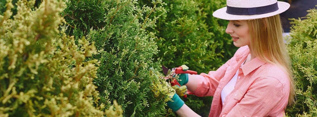 Cómo cultivar y cuidar al árbol de la vida o Thuja -canalHOGAR