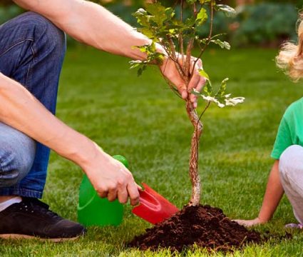 Las gardenias: detalles y cuidados -canalHOGAR