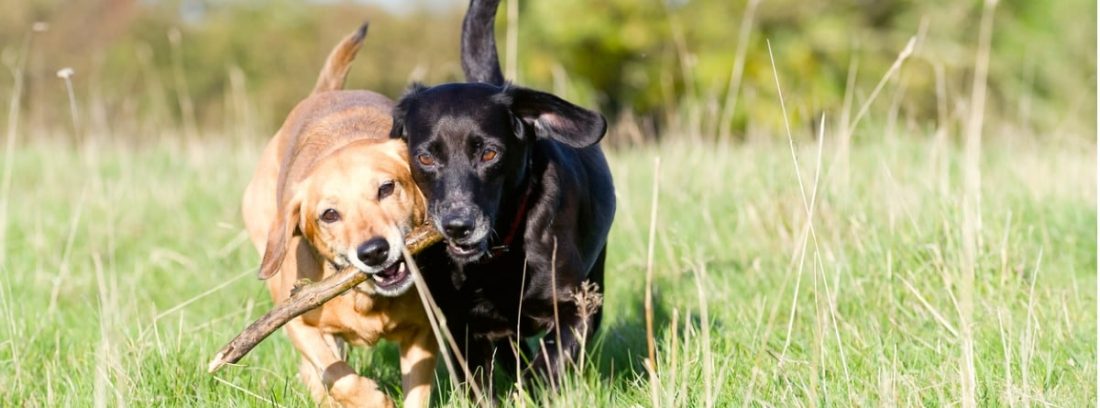 qué tipo de gusanos tienen los cachorros