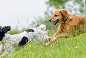 Perros persiguiéndose por el campo