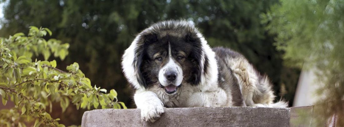 son pastores caucásicos buenos perros de familia