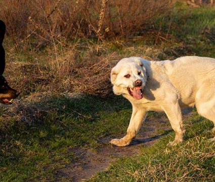 son las pastillas de ajo humano seguras para los perros