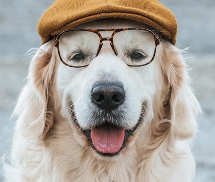 es malo poner a un perro en una cinta de correr