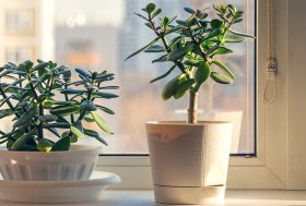 Dos plantas de jade junto a una ventana