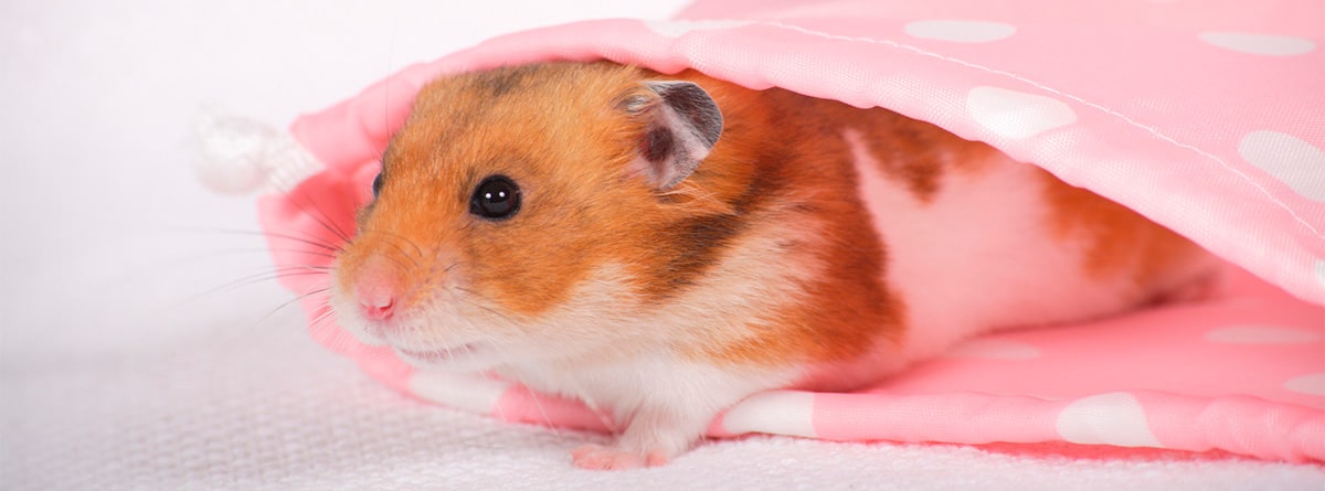 Ratón envuelto en una manta rosa
