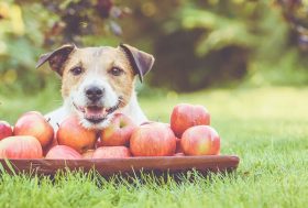 Perro tumbado junto a una bandeja de manzanas rojas