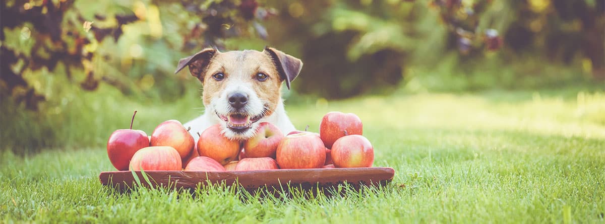 Perro tumbado junto a una bandeja de manzanas rojas
