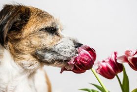 perro oliendo una flor