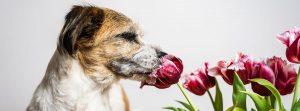 perro oliendo una flor