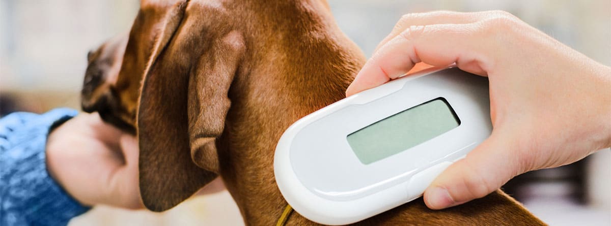 Lector de chip de un perro