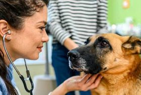 Veterinaria revisando a un perro de raza Pastor Alemán