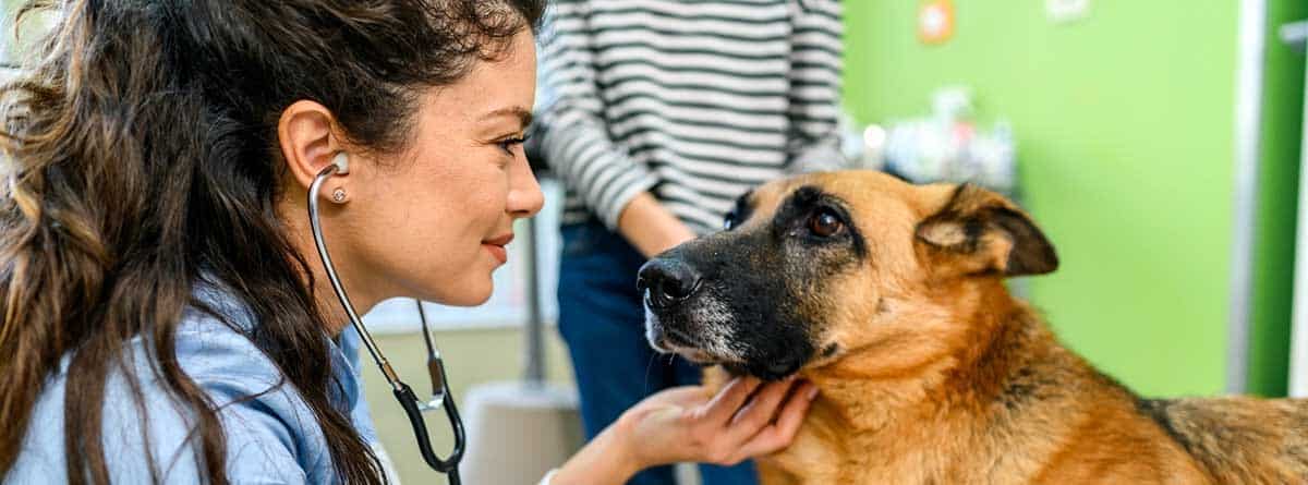 Veterinaria revisando a un perro de raza Pastor Alemán