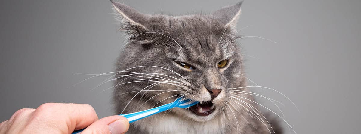 Gato con un cepillo de dientes en la boca