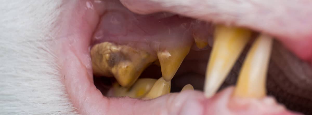 Dientes de un gato con signos visibles de periodontitis