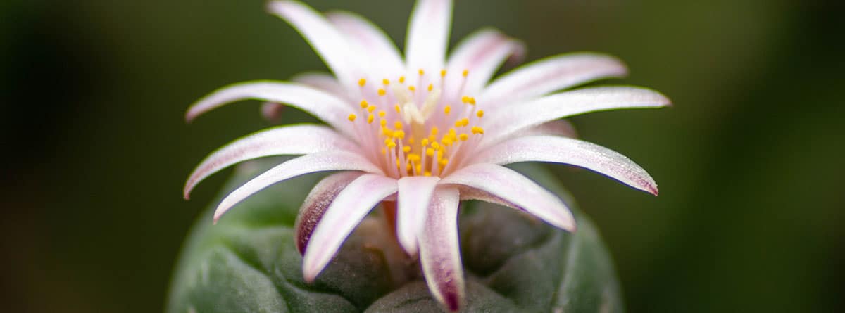 Cactus peyote