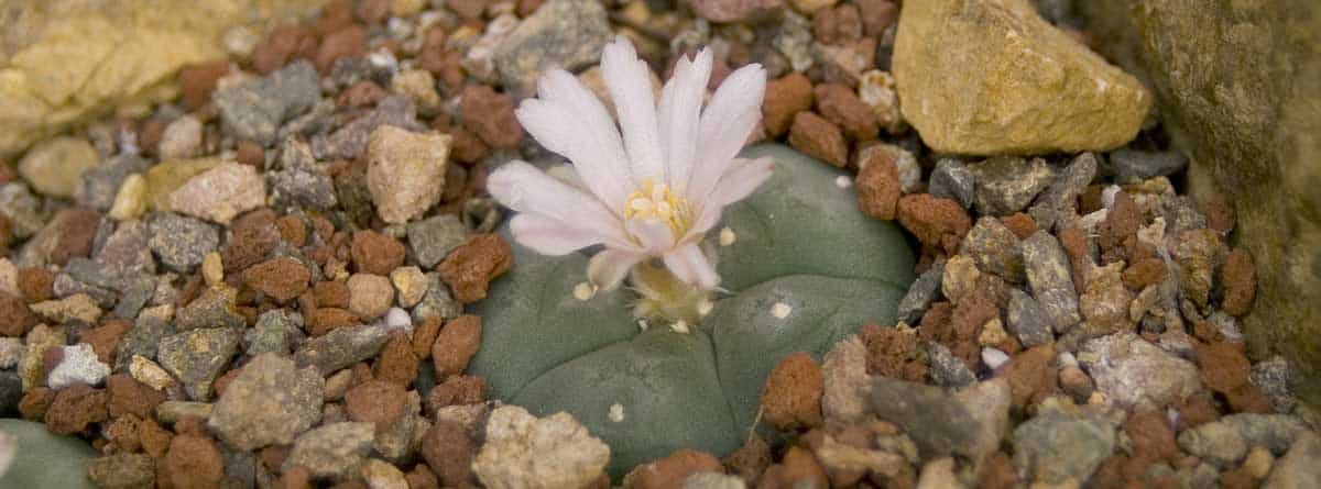 Cactus peyote