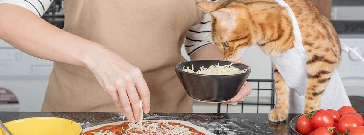 Gato tratando de comer queso de un recipiente que una mujer va a poner sobre una pizza