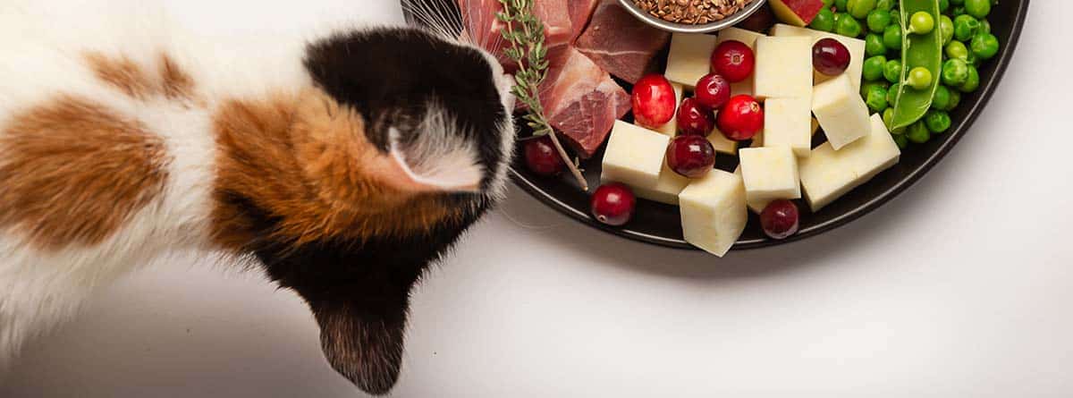 Gato tumbado junto a un plato con alimentos saludables