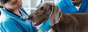 Perro en consulta veterinaria