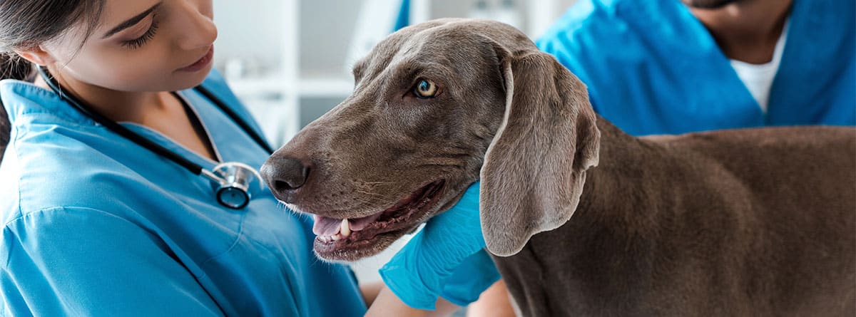 Perro en consulta veterinaria